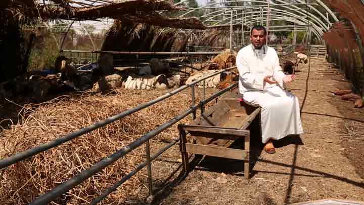 الشيخ/ عبد المنعم إبراهيم عامر - رعي الغنم (الجز...